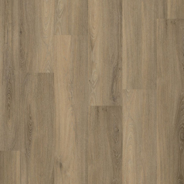 Paddington dryback smoky