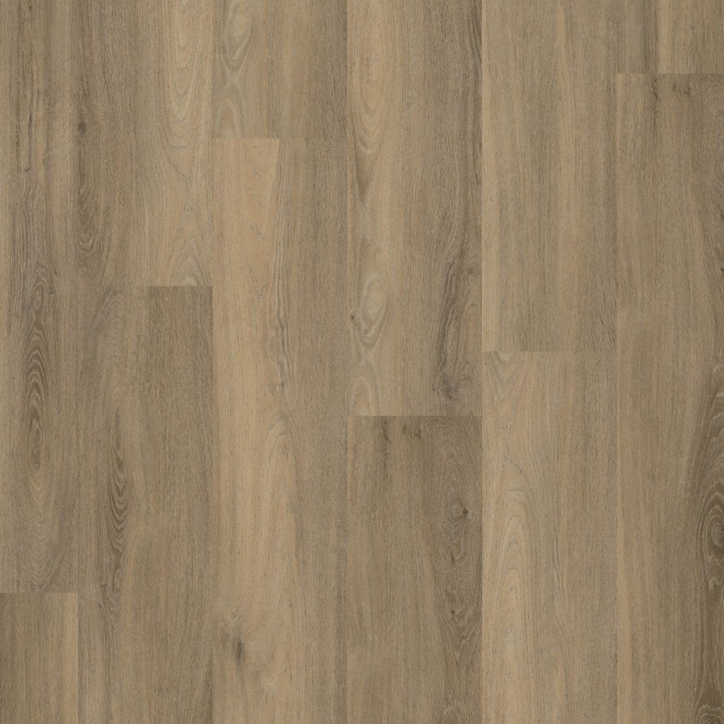 Paddington dryback smoky