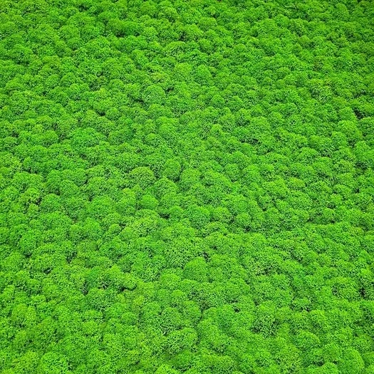 Akoestisch Appelgroen Tegel 60×60 cm | Pak à 0,36m²